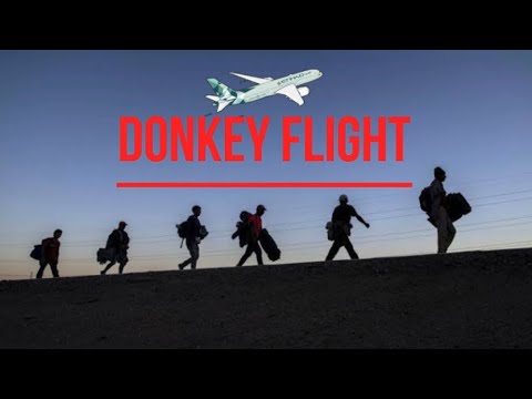 Donkey Flight